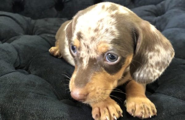 Filhote Dachshund arlequim chocolate fêmea basset